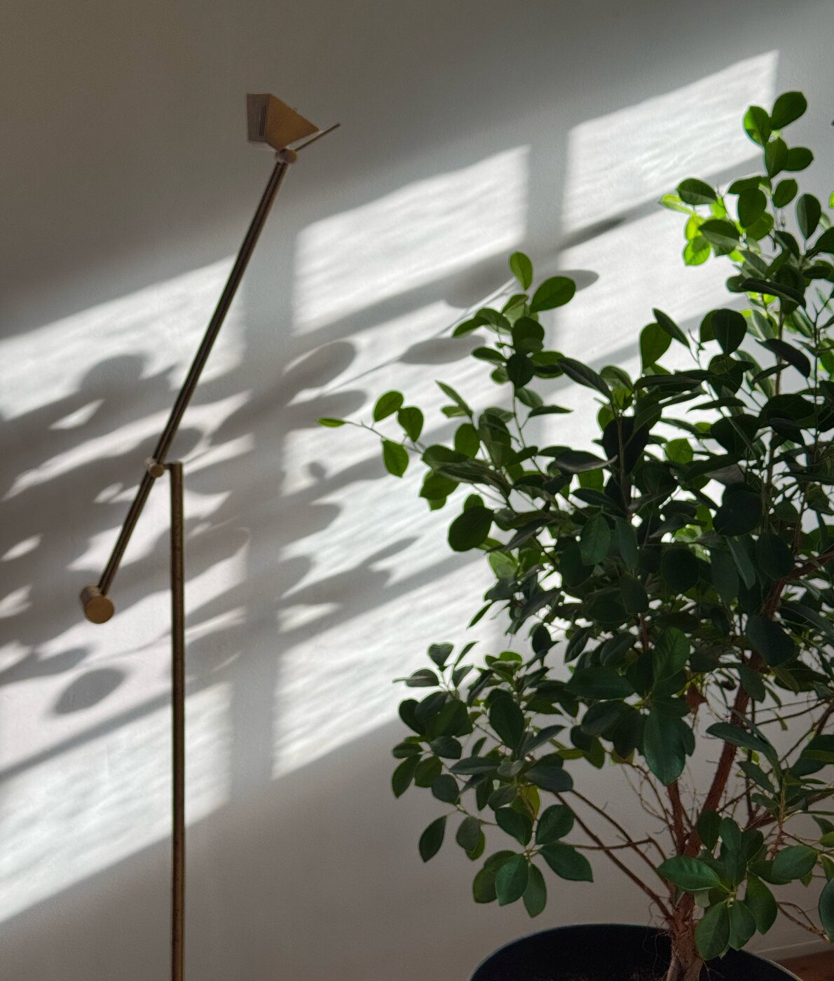 Afternoon light and window shadows falling across a wall behind a sculptural floor lamp and a ficus tree at Waal